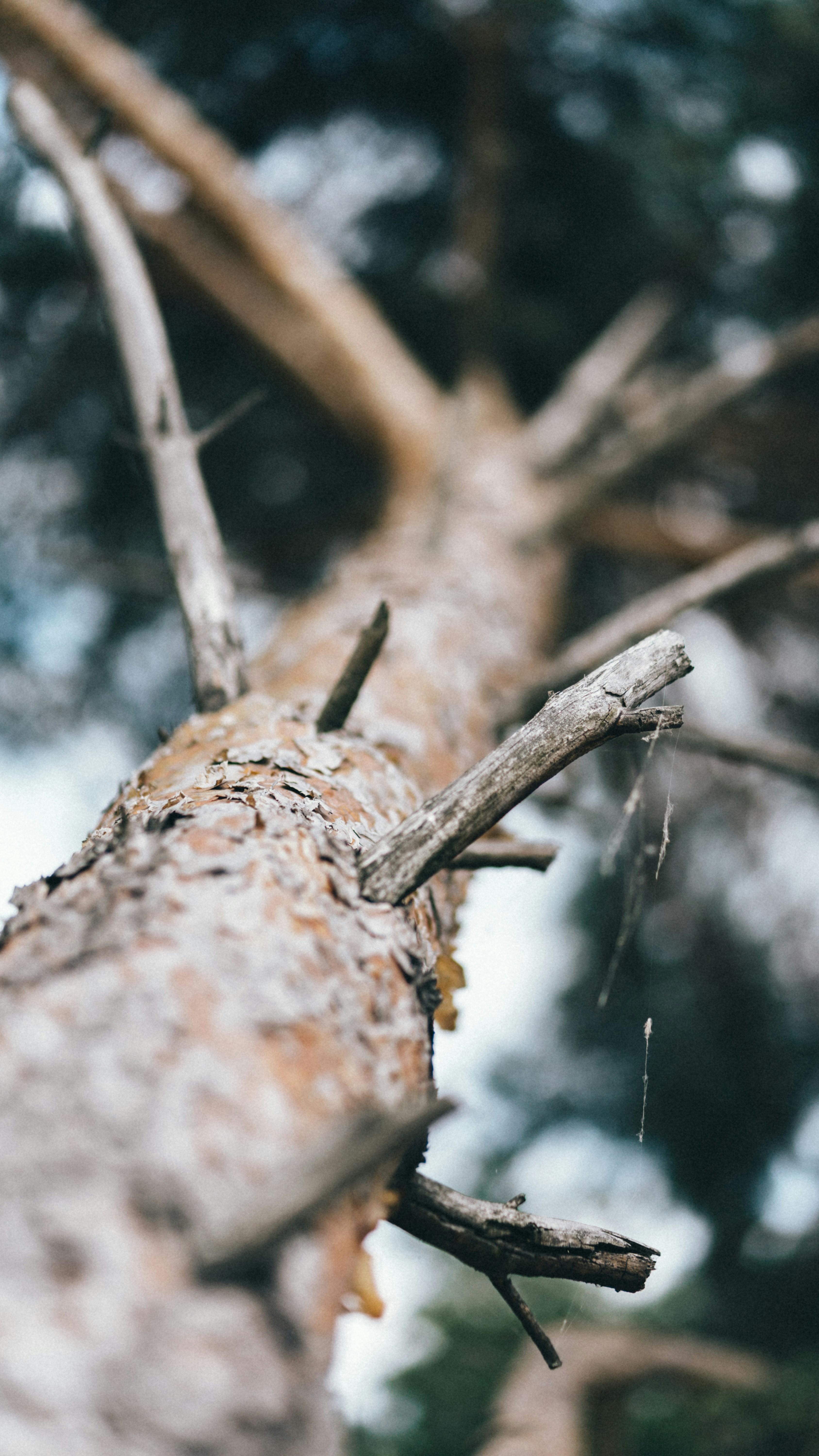 Photo by eugenechystiakov