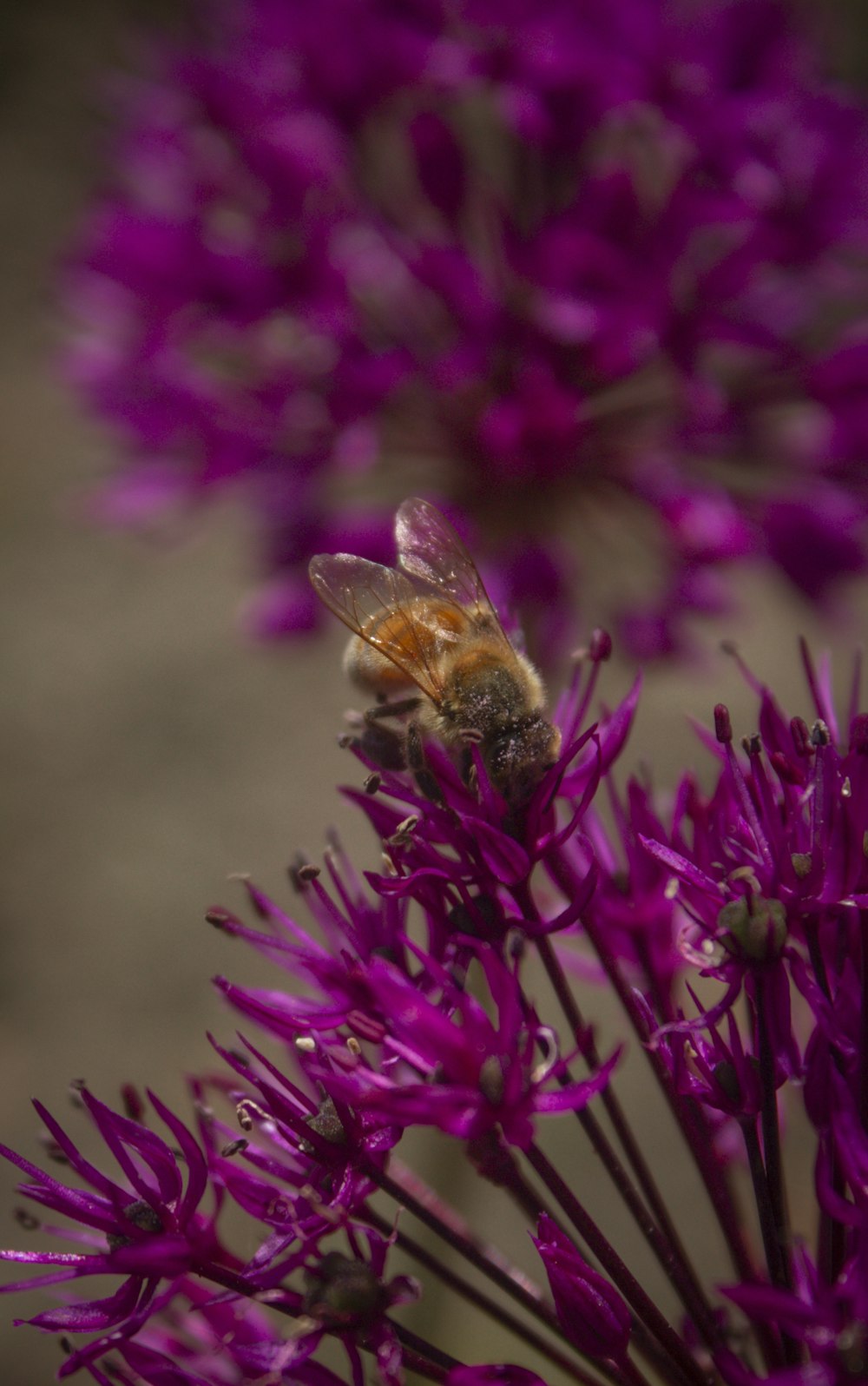 brown and black bee on purple flower