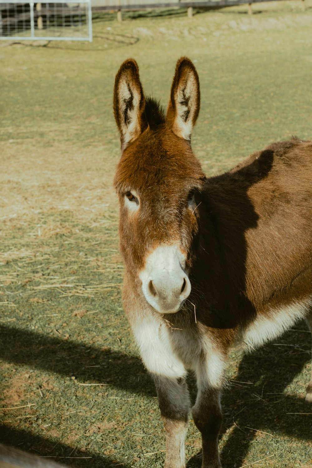 a brown and white donkey standing on top of a grass covered field