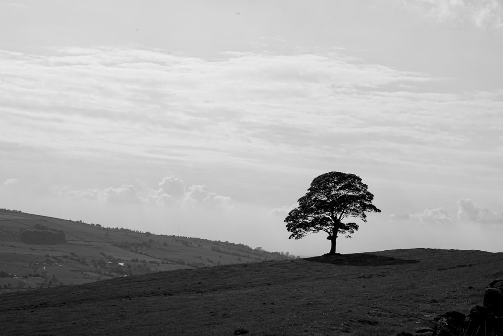 grayscale photo of tree on hill