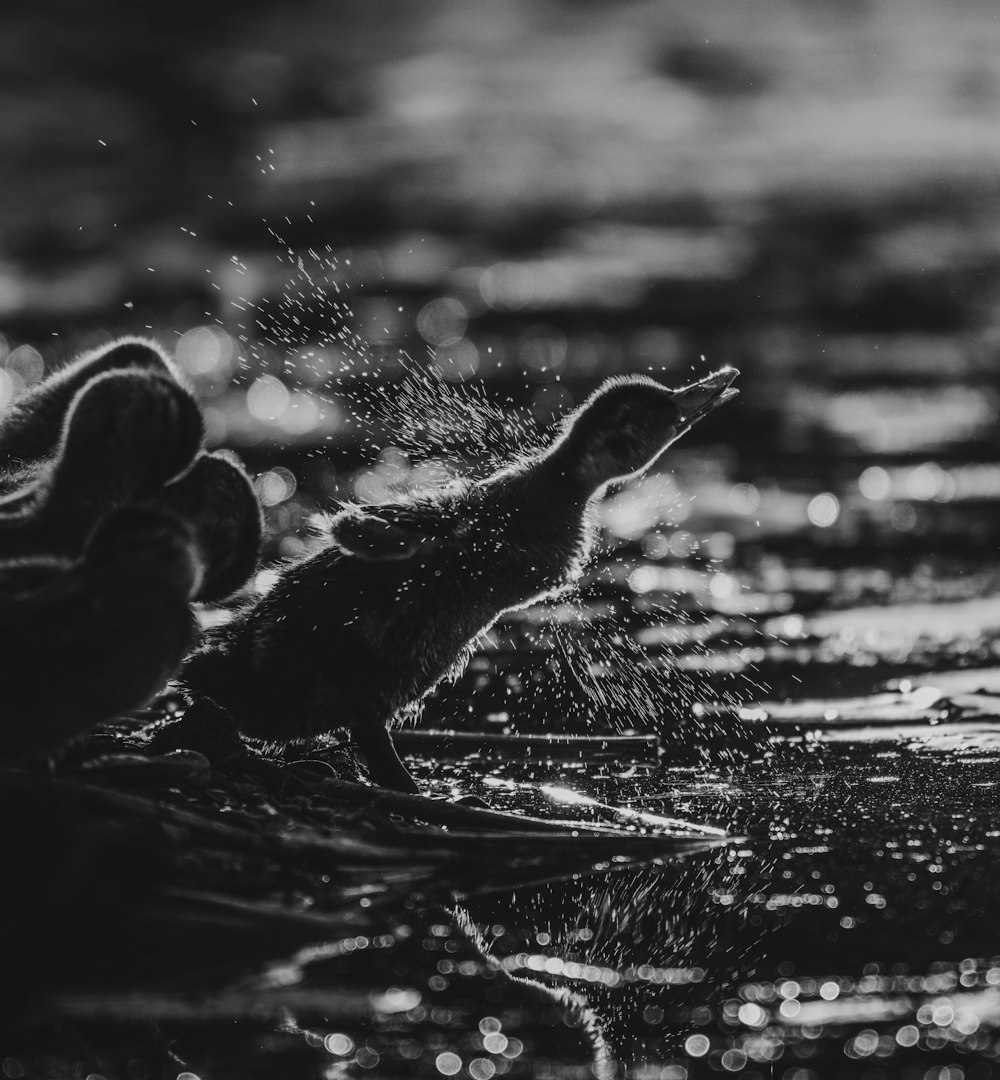 grayscale photo of a duck on water