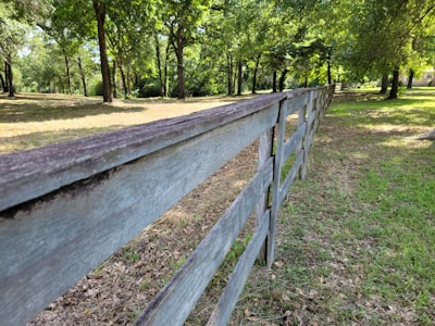 A wooden fence stretches into the distance, set against a backdrop of lush green trees and grass. Sunlight filters through the tree canopy, casting dappled shadows on the ground.