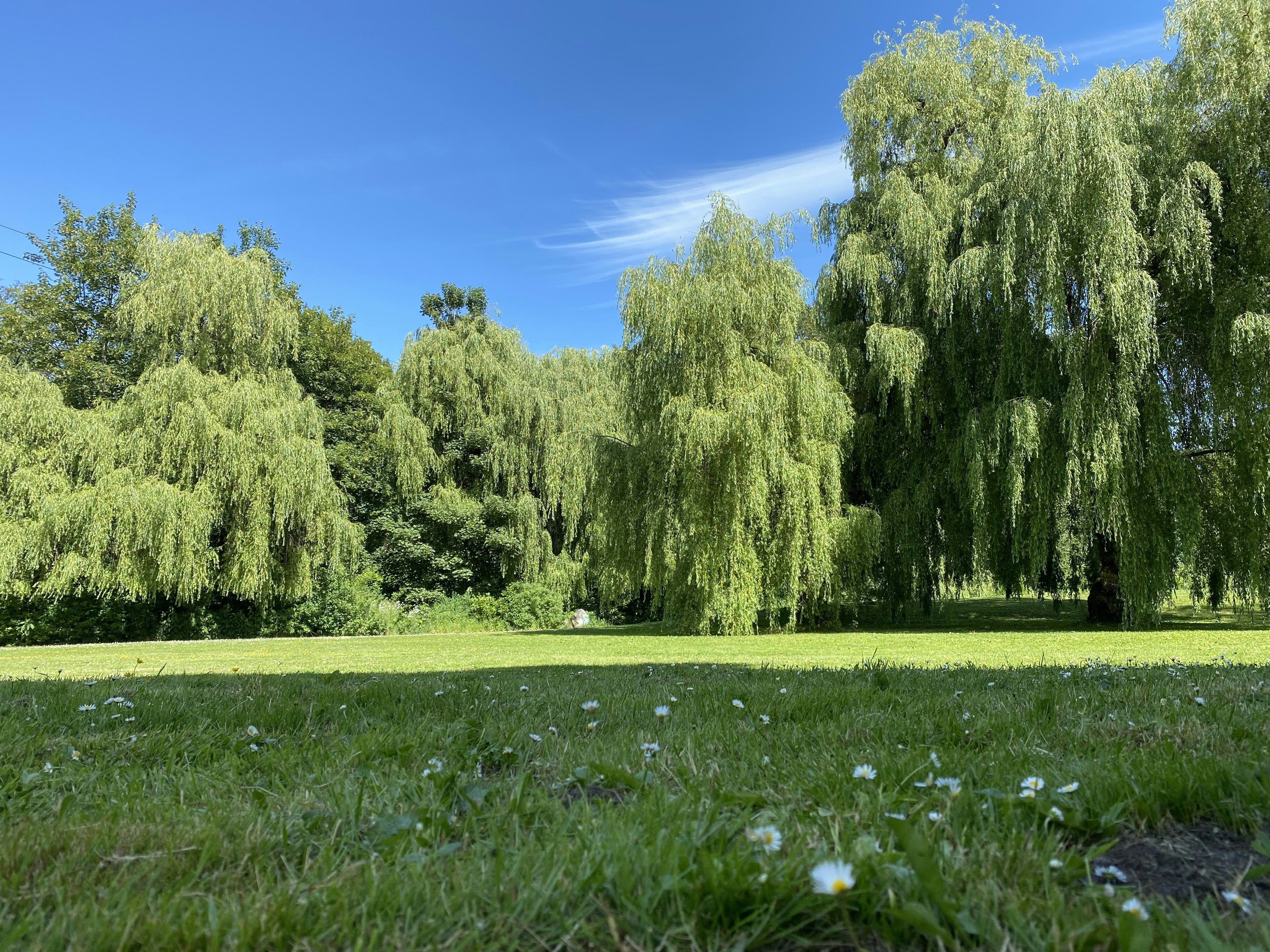 Photo by henriquepaim