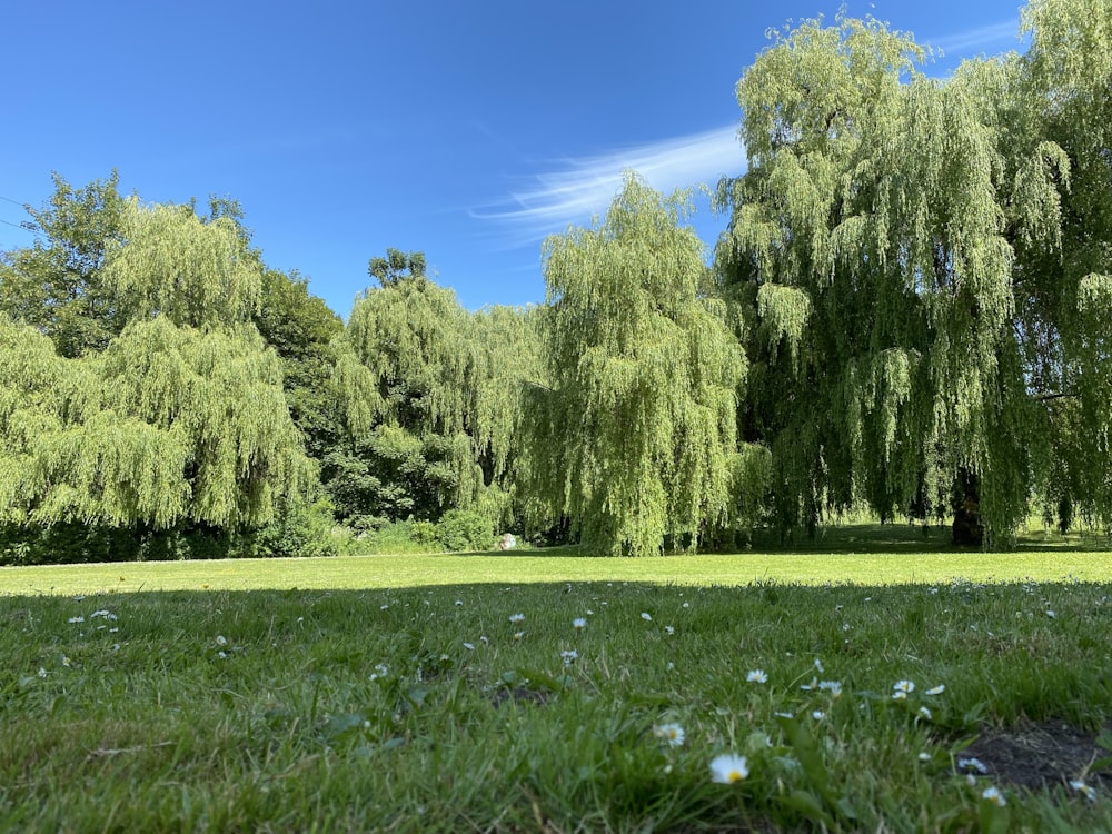 green trees on green grass field under blue sky during daytime