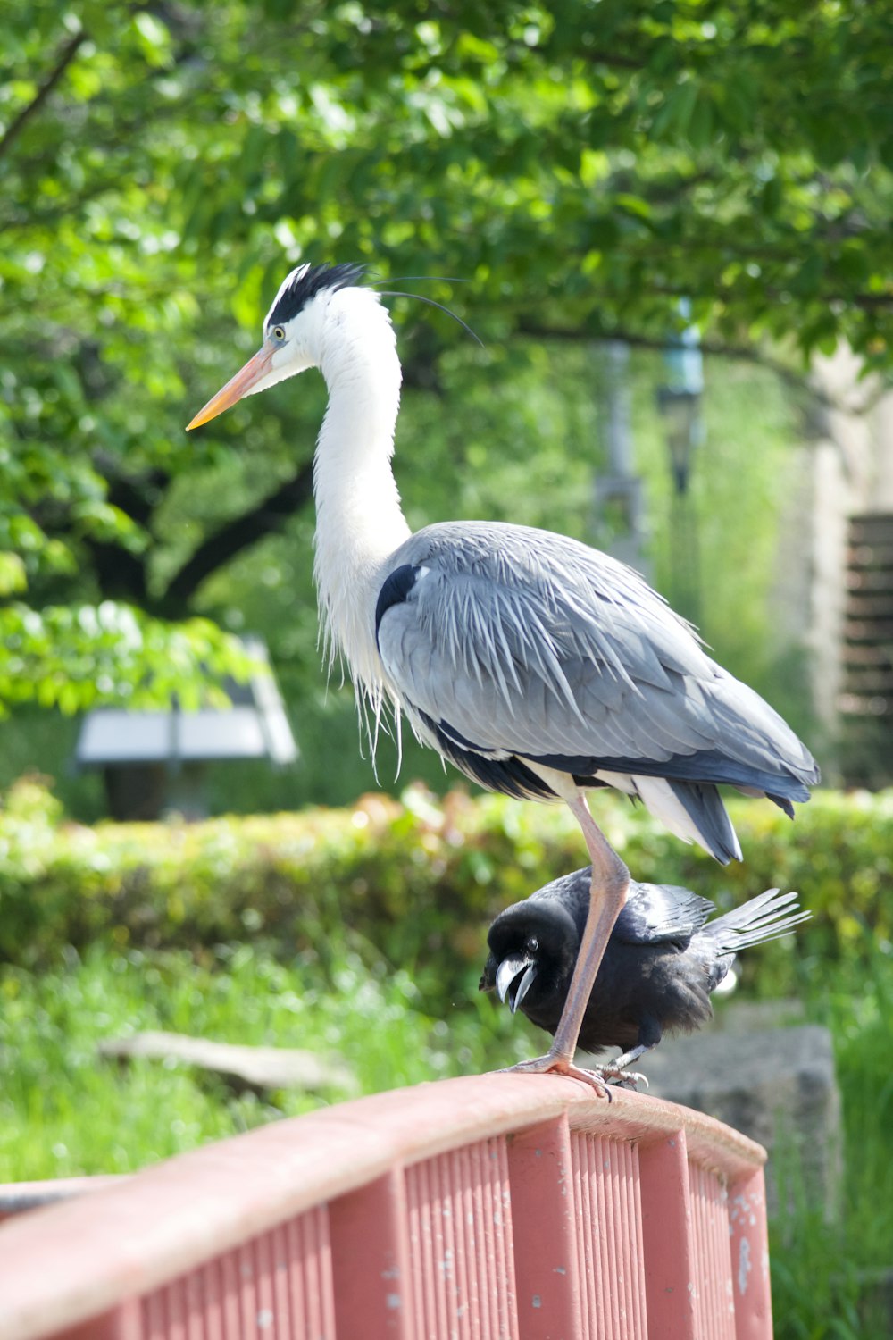 white stork on brown wooden stick during daytime