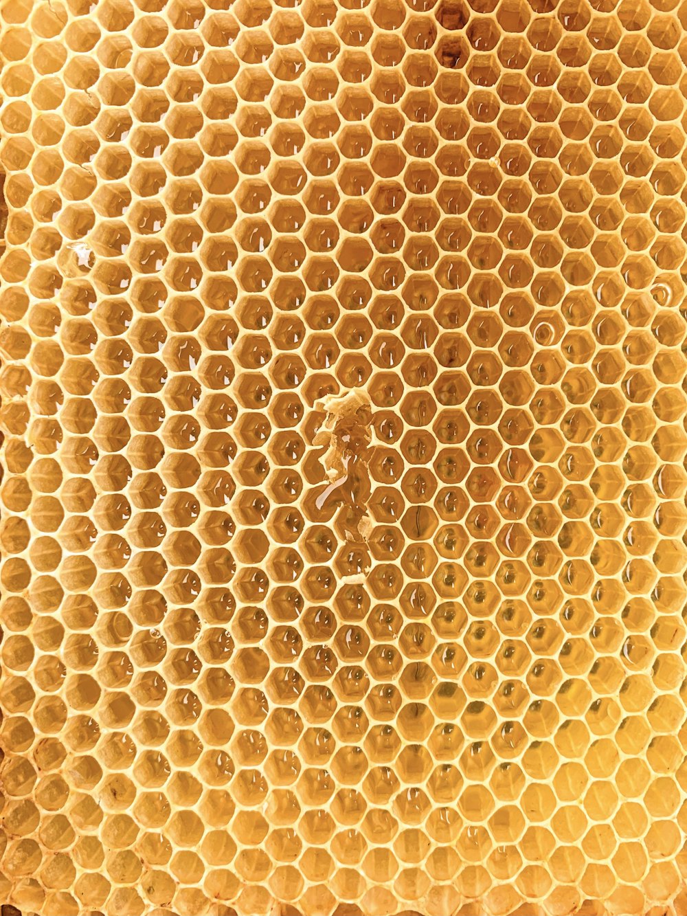 Honey Bee Wax Honeycomb Stock Photo