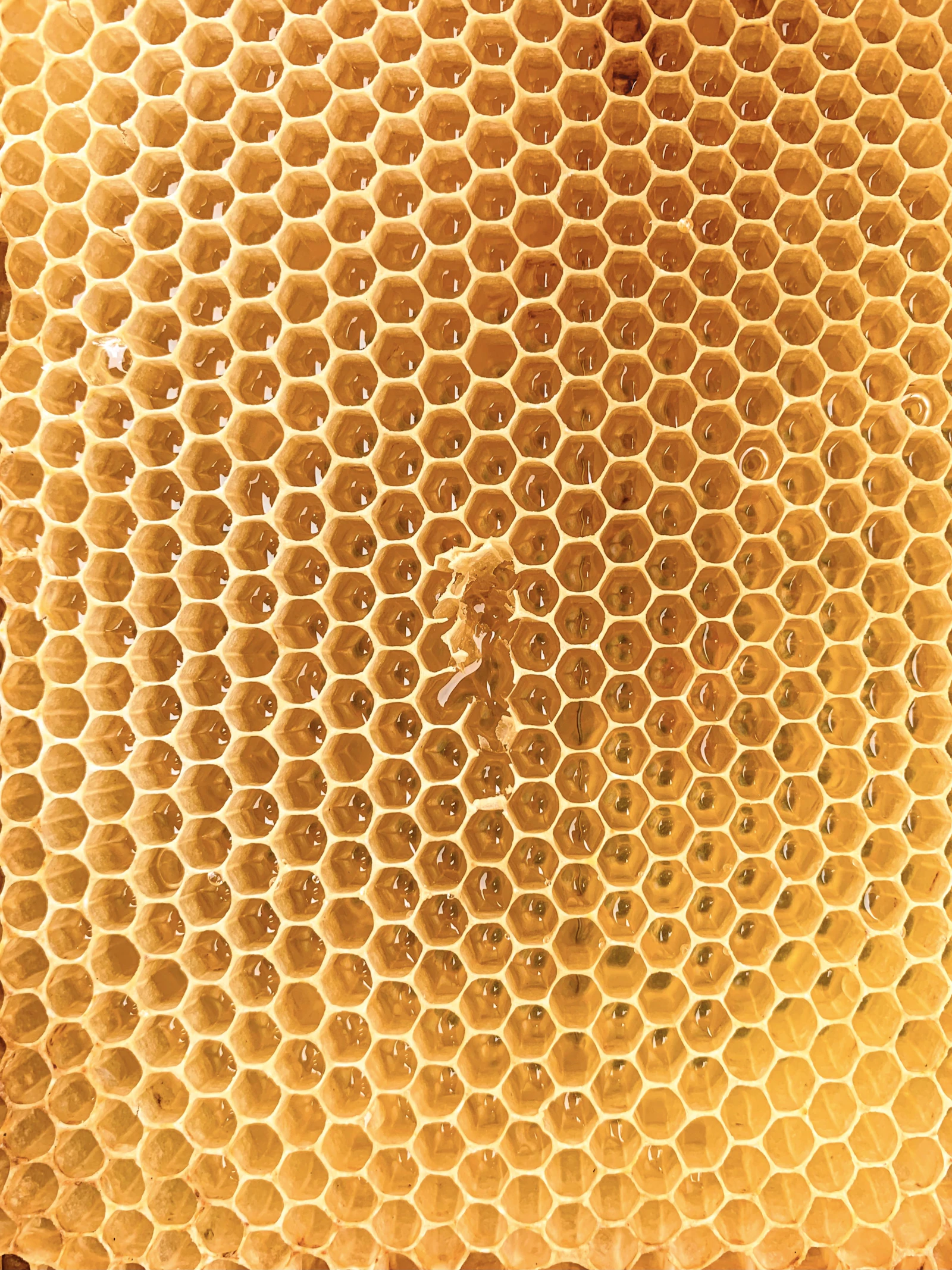 A close-up of golden honeycomb showing the natural hexagonal beeswax structure