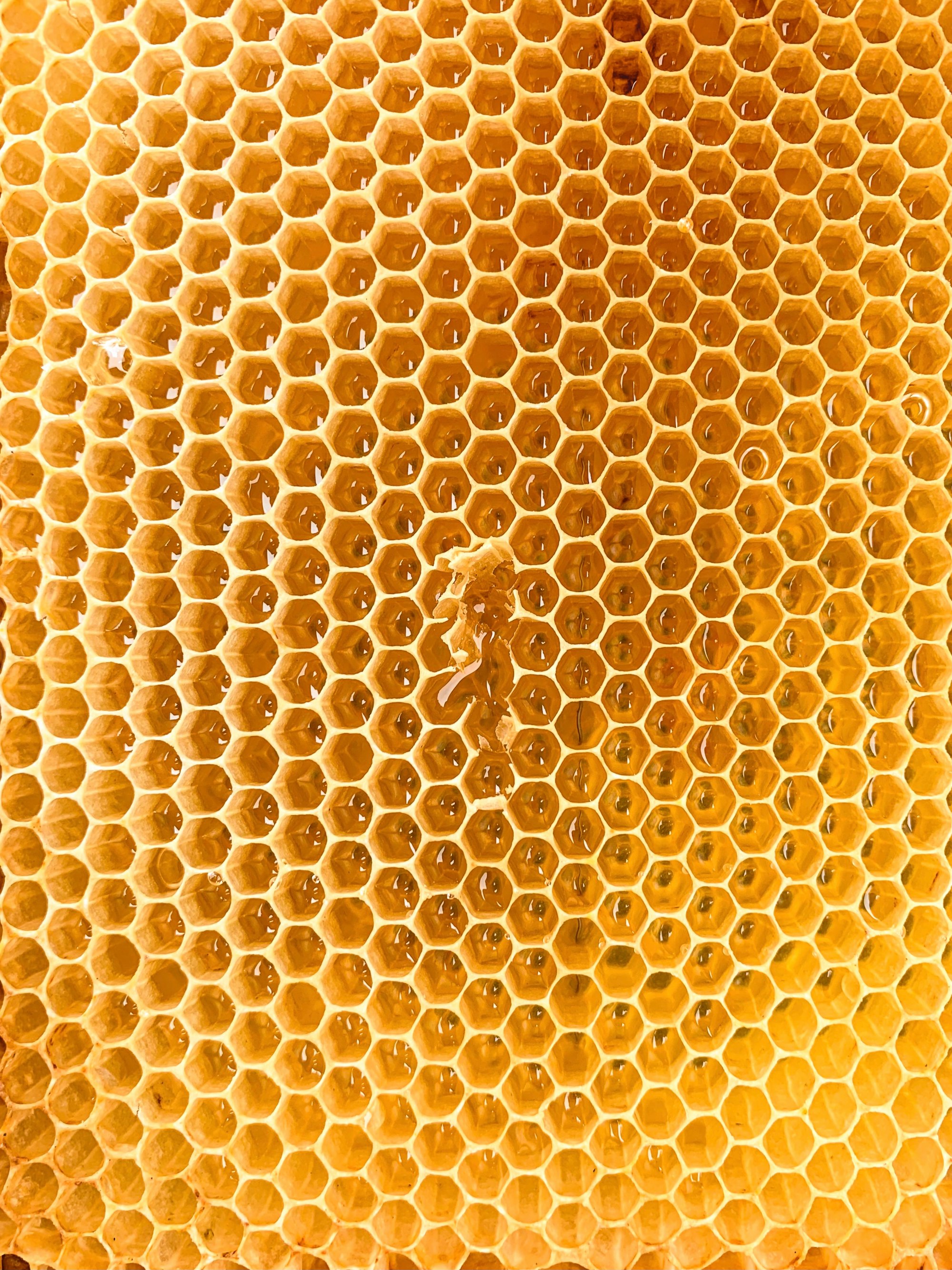 蜂蜜与四叶草
