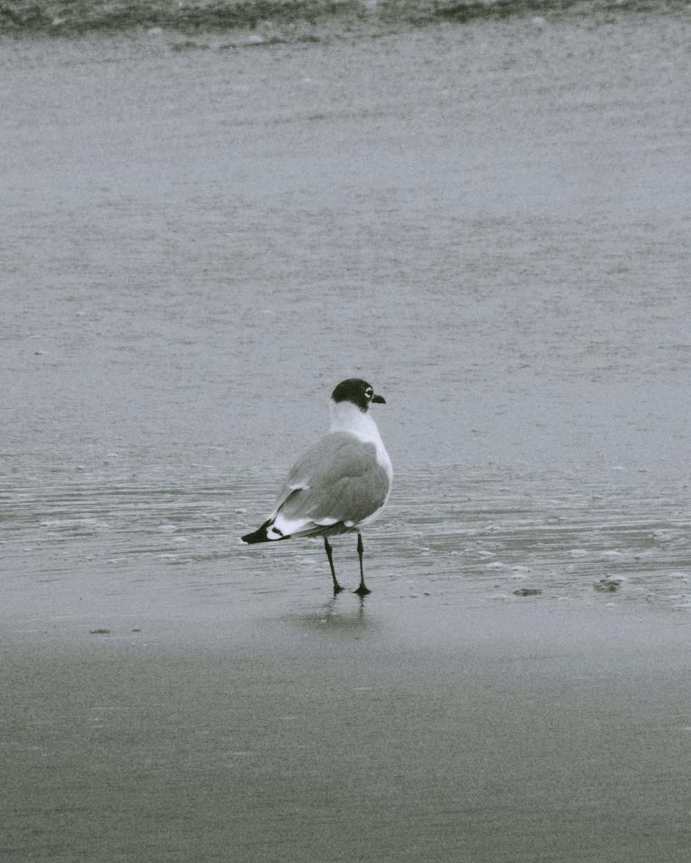 white and black bird on beach shore during daytime