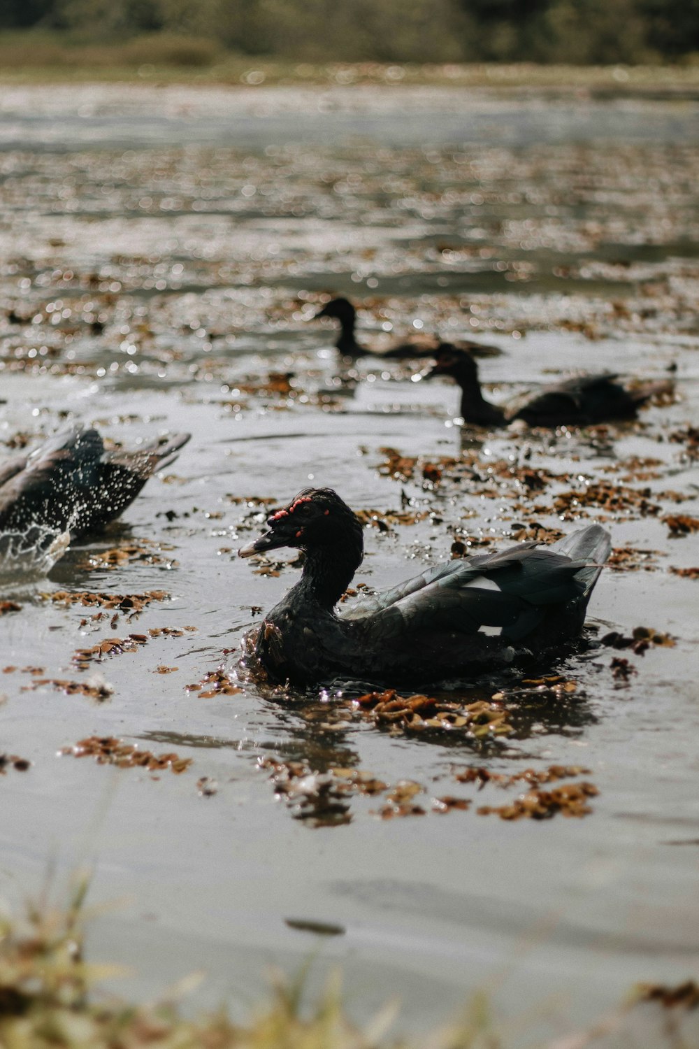 black duck on water during daytime