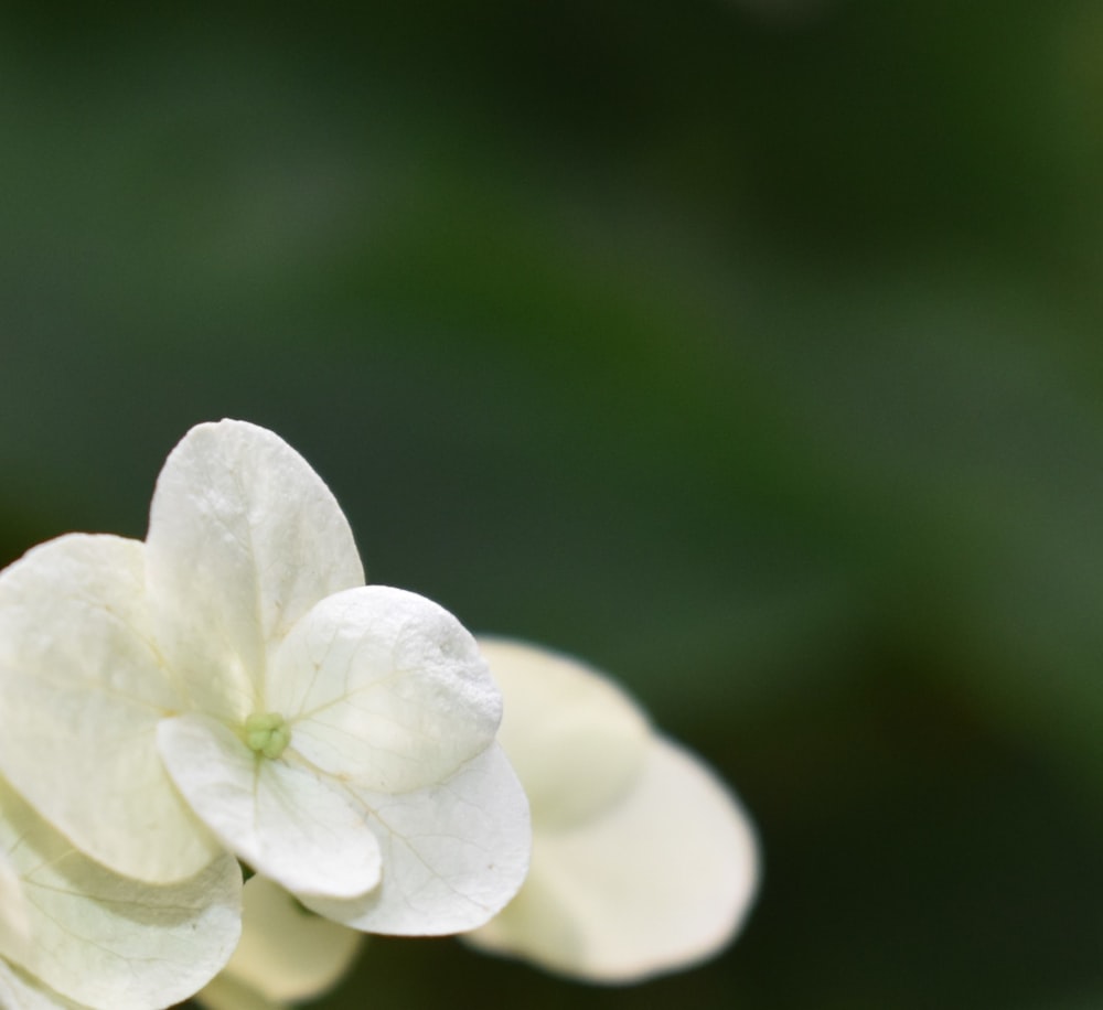 흐릿한 배경의 흰색 꽃 클로즈업