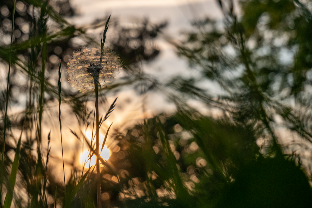 green grass in tilt shift lens