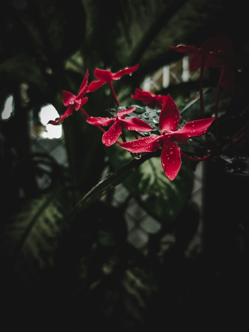 un fiore rosso con gocce d'acqua su di esso