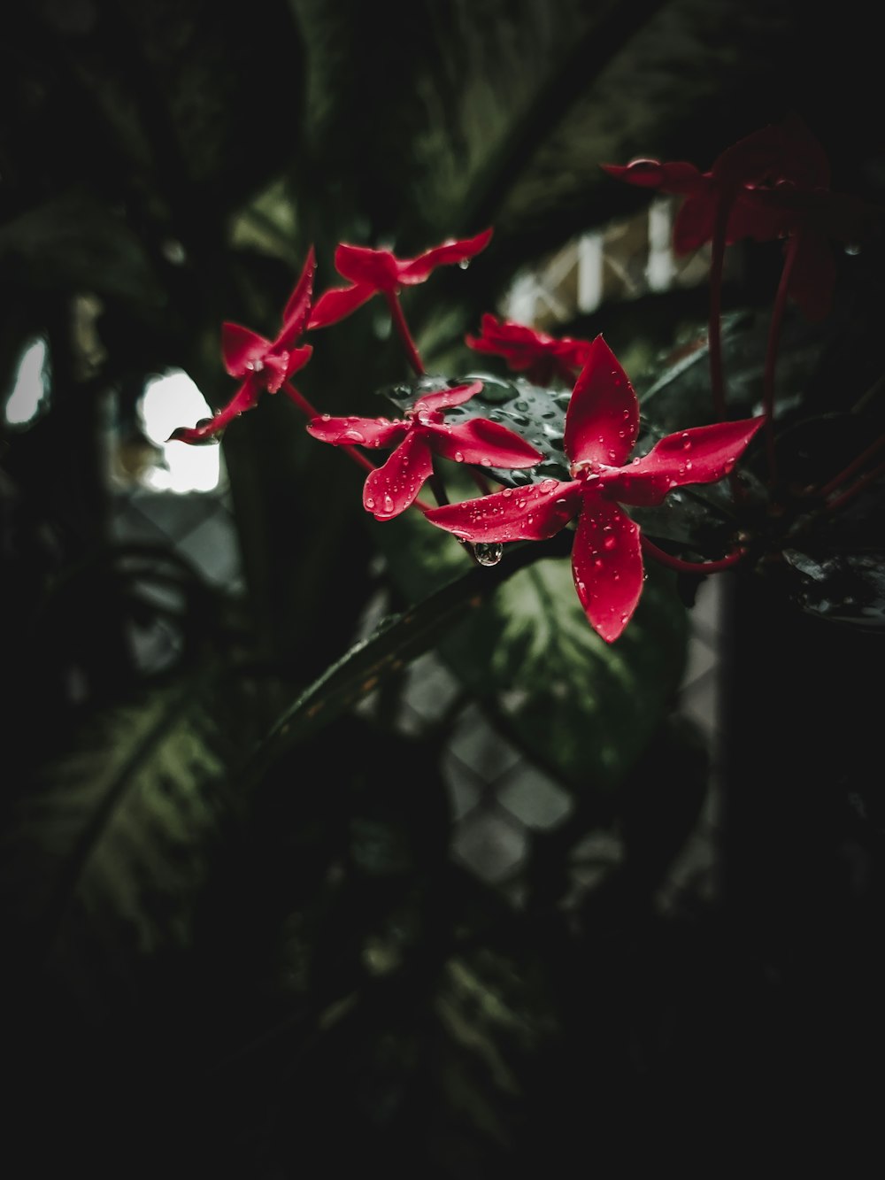 물방울이 있는 붉은 꽃