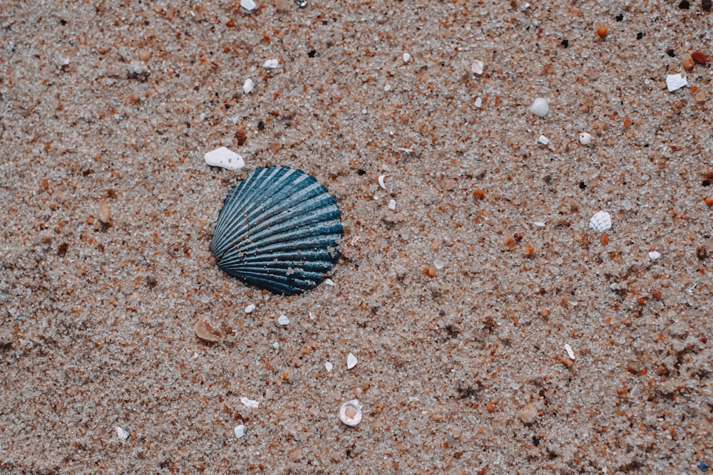 black and white shell on brown sand