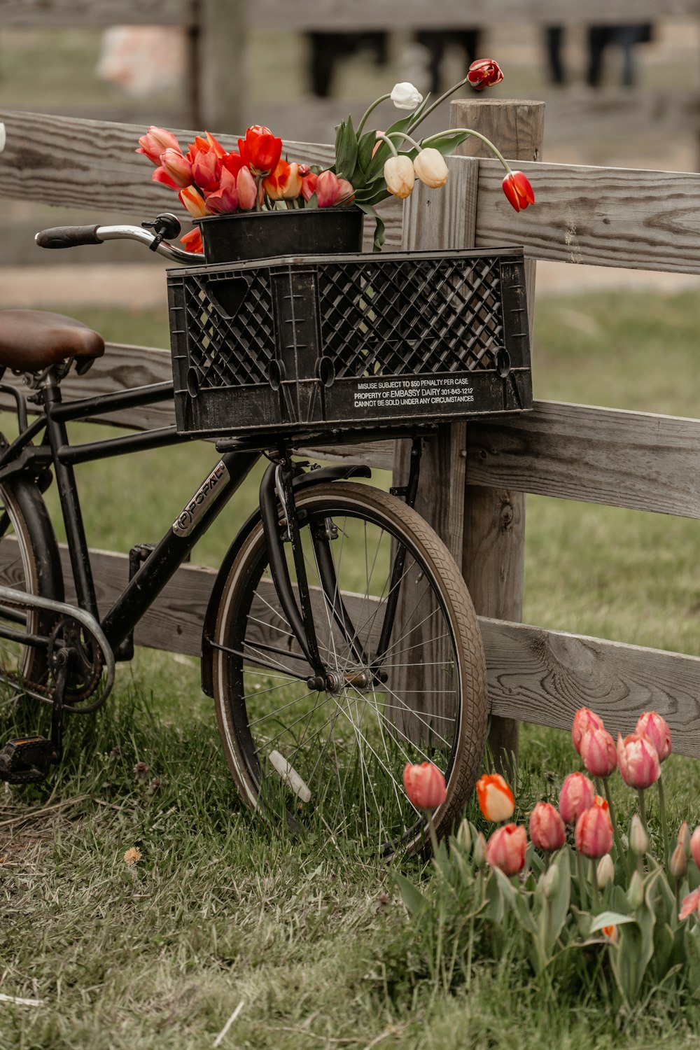 果物のバスケットと黒い自転車