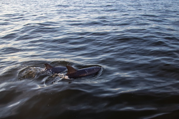 A calm pod of dolphins swimming together symbolizing communication and trust.