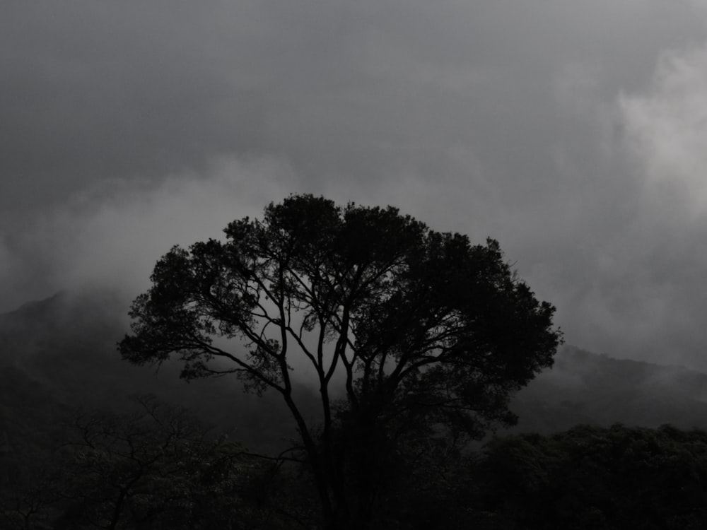 a black and white photo of a tree and clouds