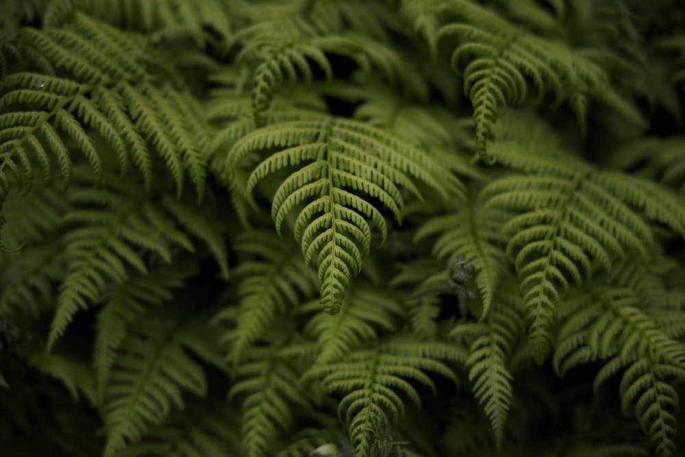 Pianta di felce verde nella fotografia ravvicinata