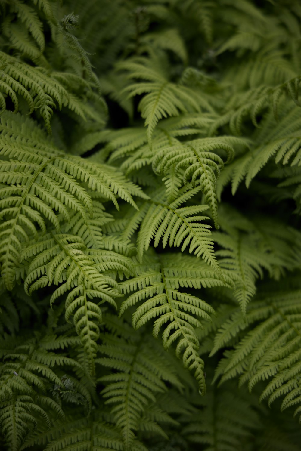 green fern plant in close up photography