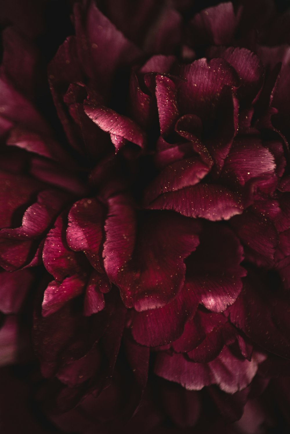 red flower in macro lens