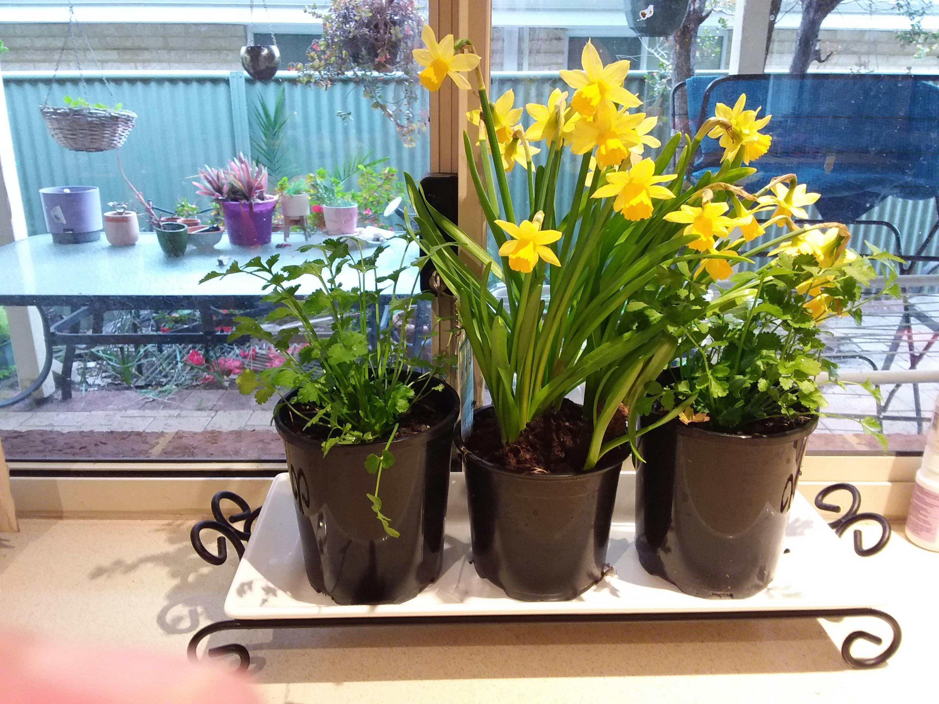 yellow and purple flowers on brown clay pot