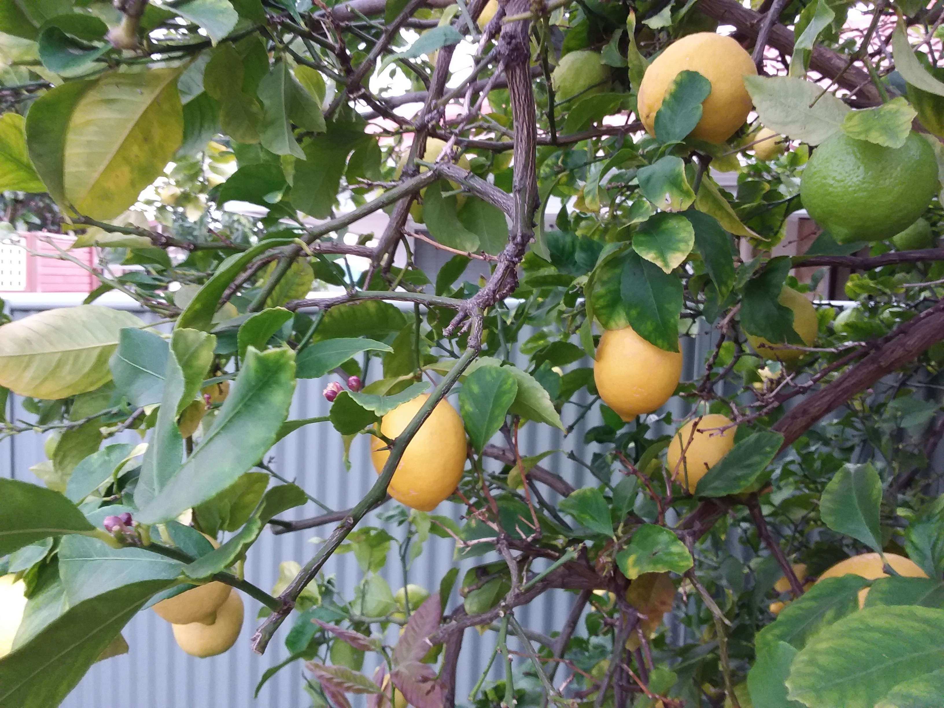 yellow citrus fruit on tree
