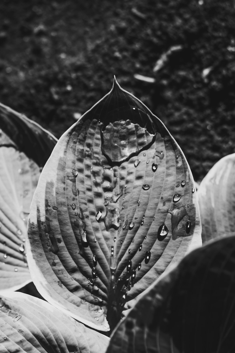 grayscale photo of leaf with water droplets