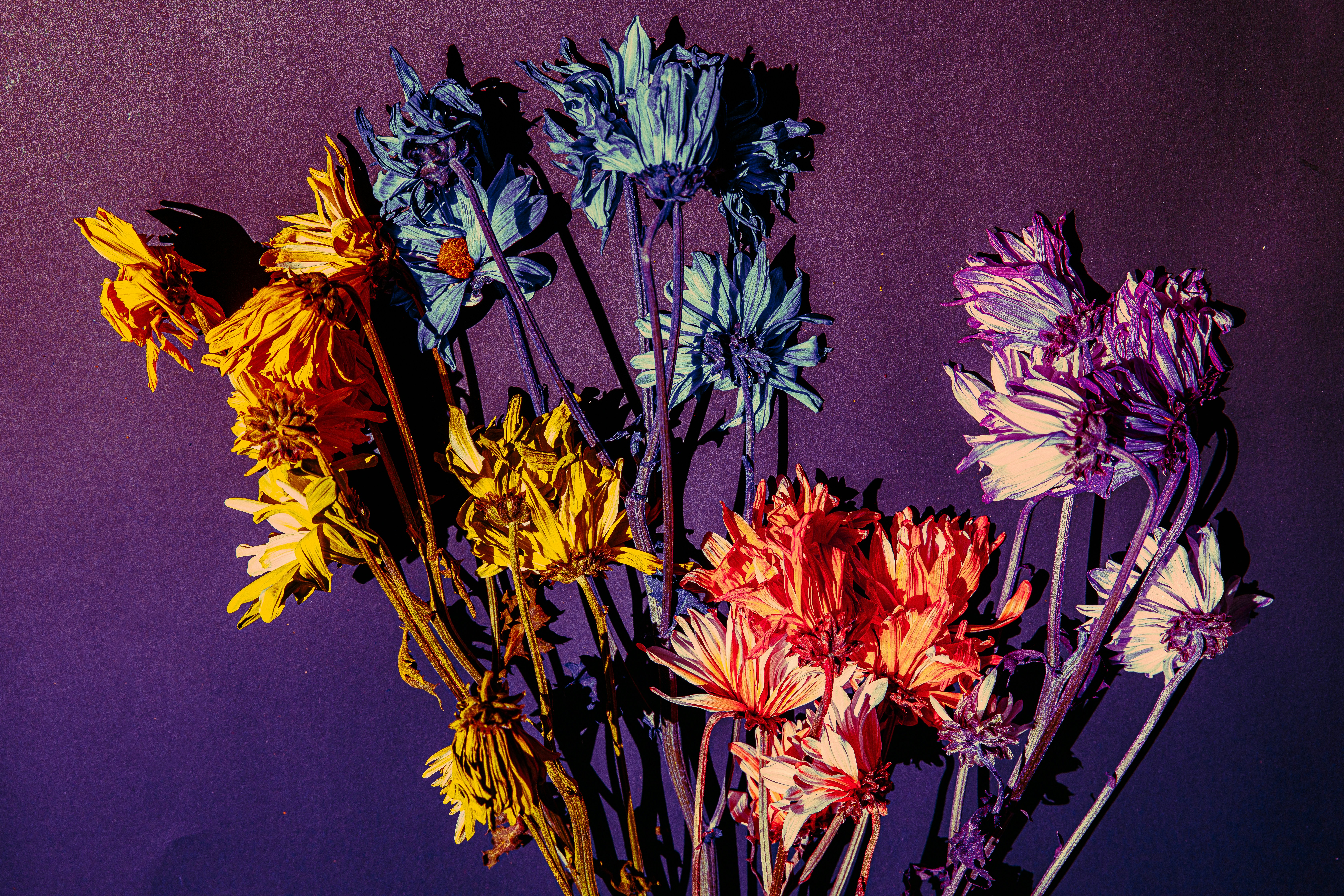 yellow purple and orange flowers