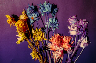 yellow purple and orange flowers