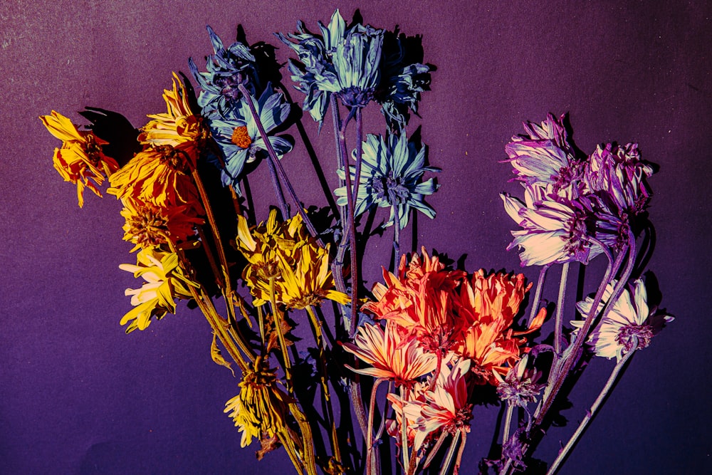 yellow purple and orange flowers