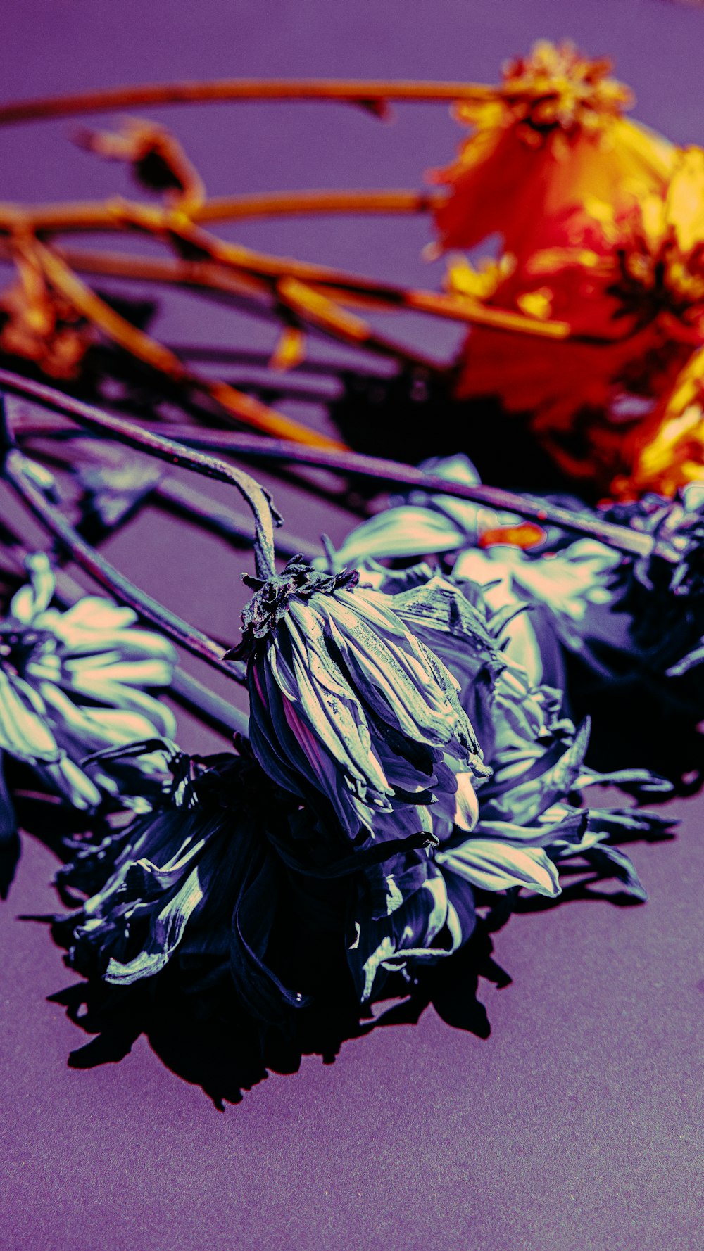 blue and yellow flower petals on black surface