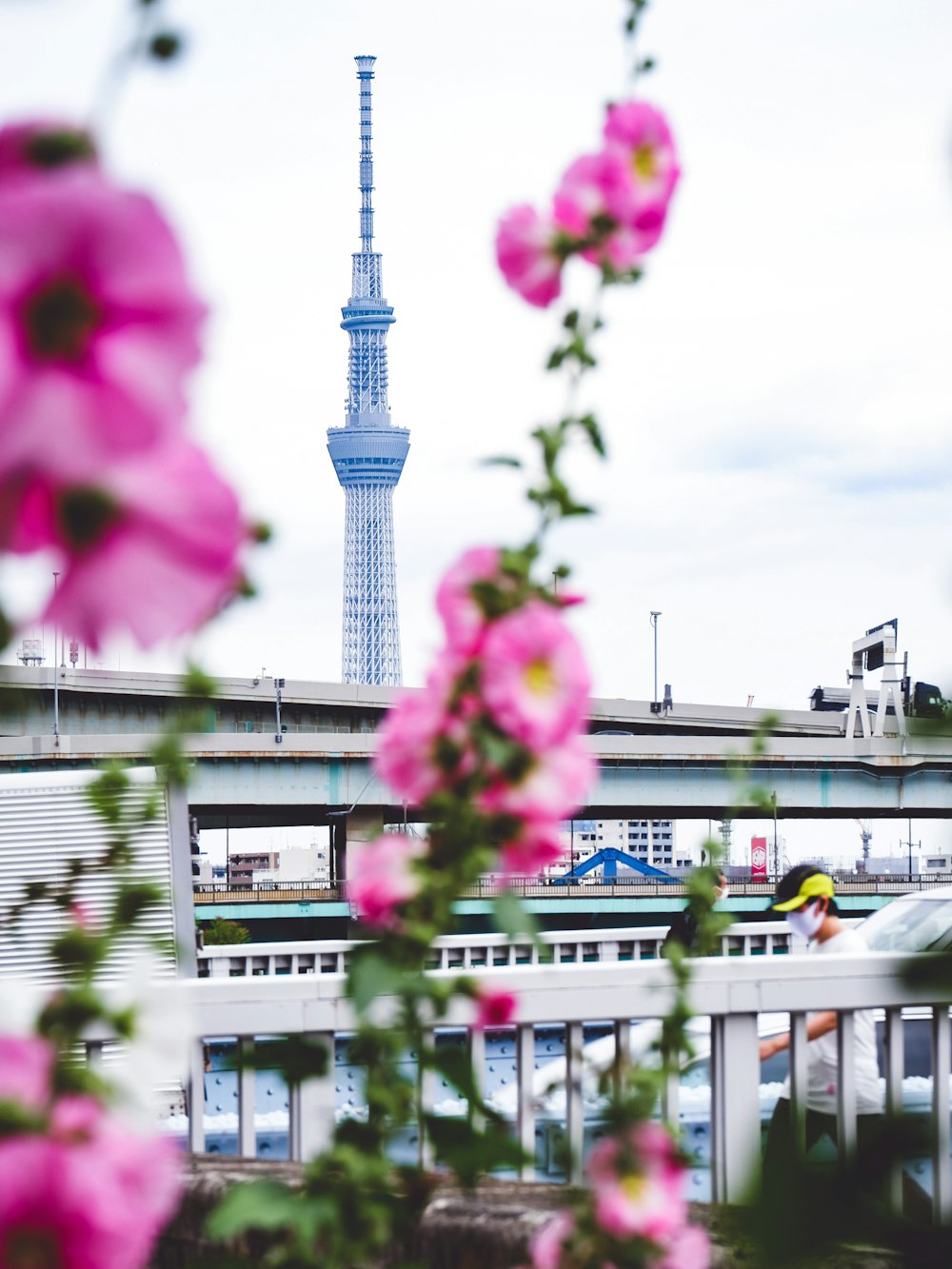 white and blue concrete building near pink flower during daytime