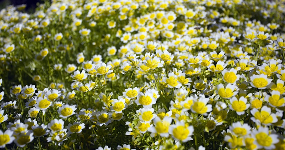 yellow and white flowers during daytime