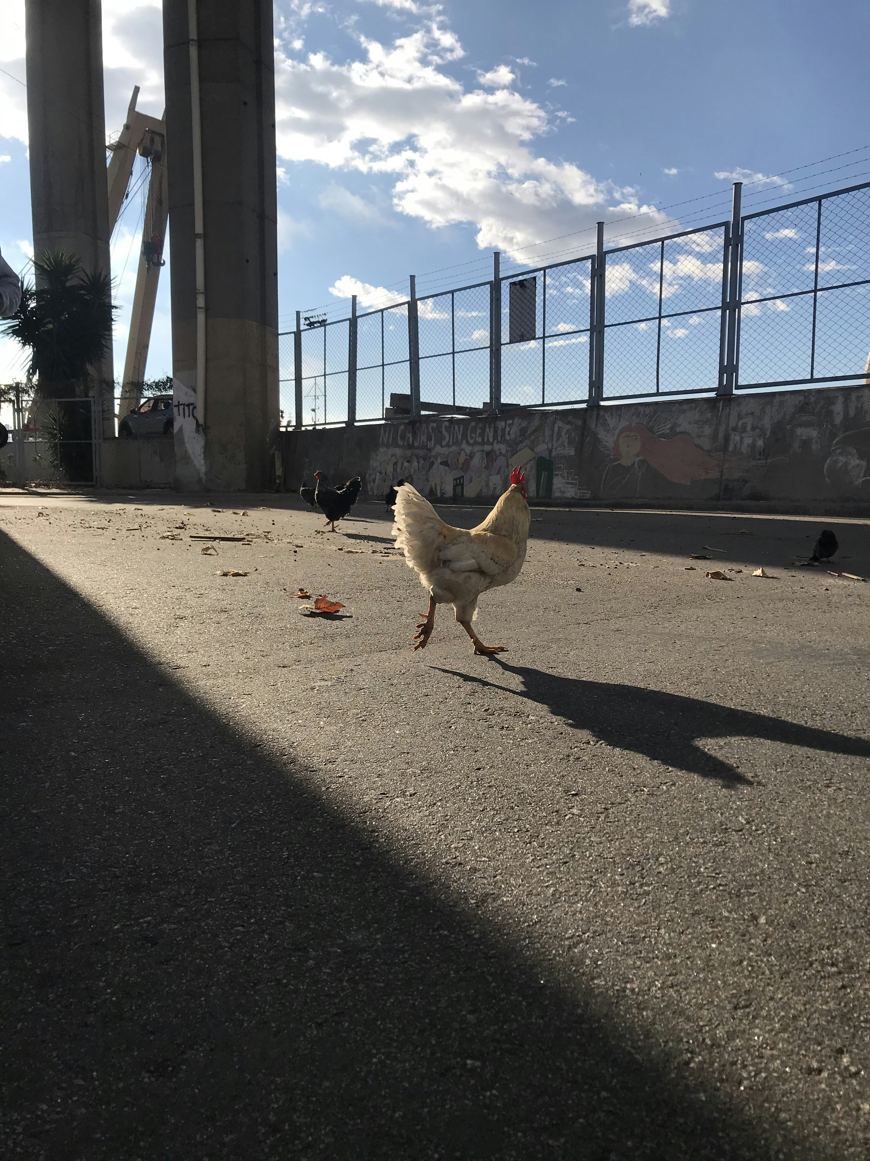 닭이 우는 꿈의 의미와 해석 방법