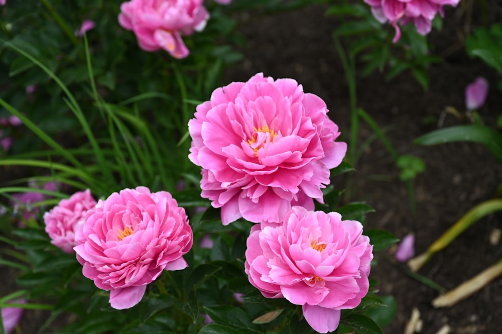 pink flowers in tilt shift lens