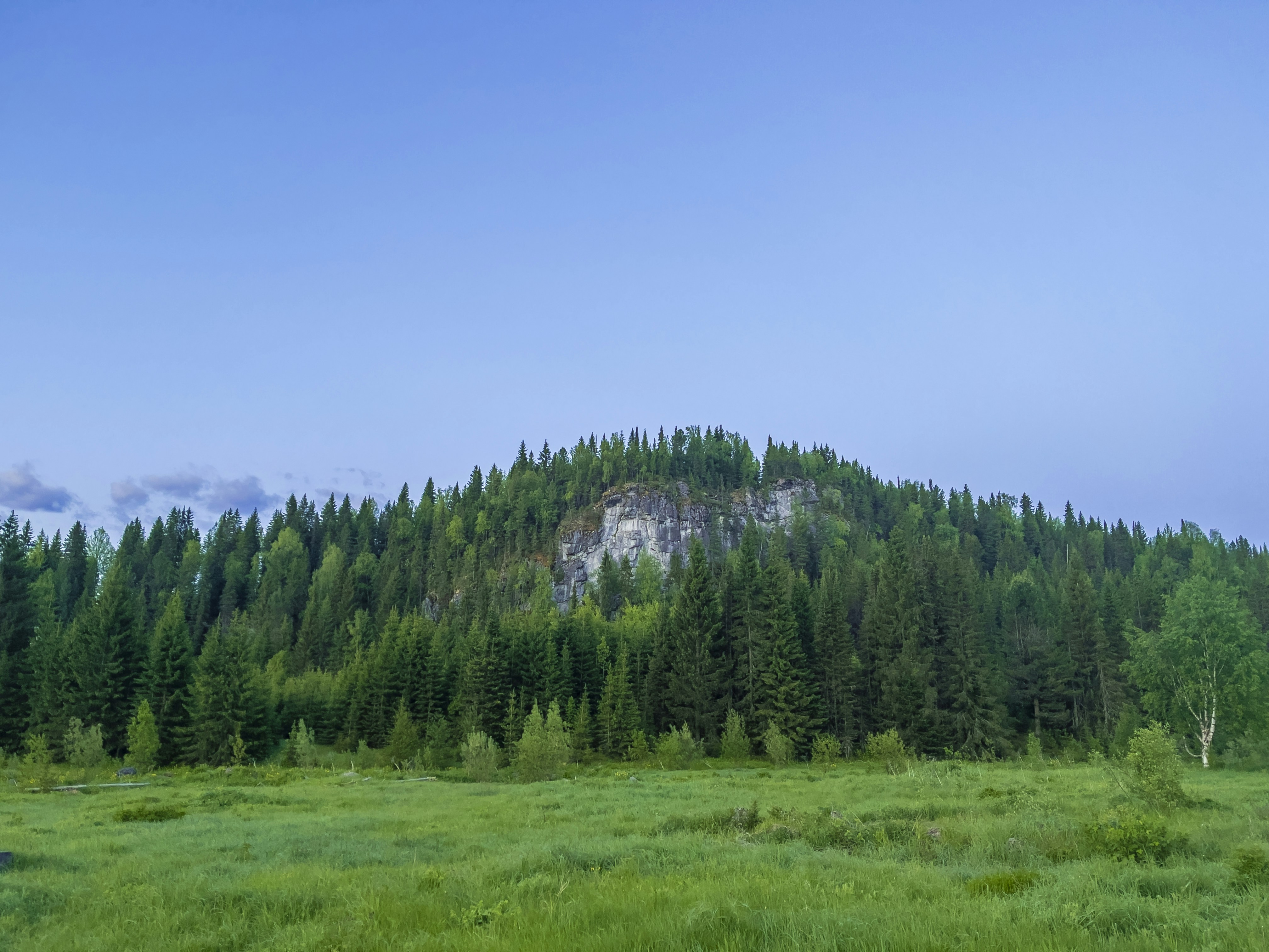 green pine trees on green grass field under blue sky during daytime