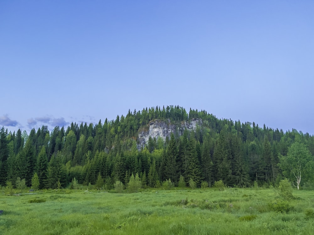 green pine trees on green grass field under blue sky during daytime