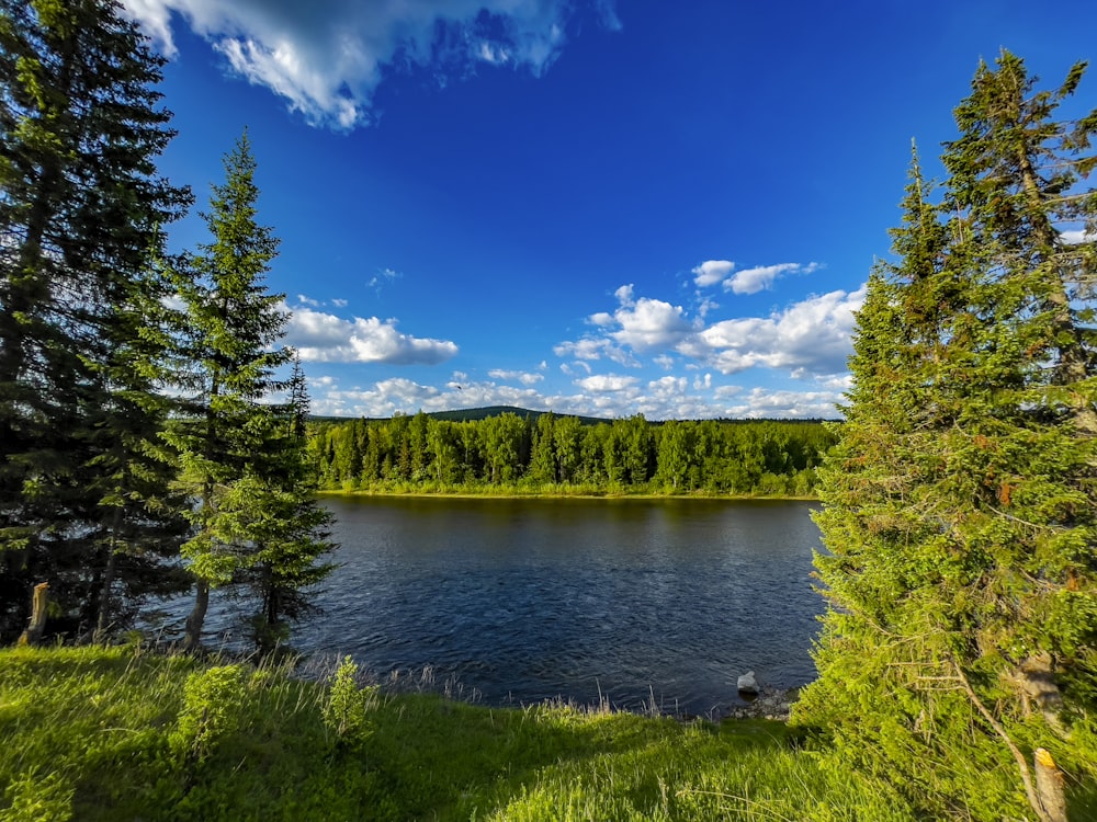 green trees near lake under blue sky during daytime