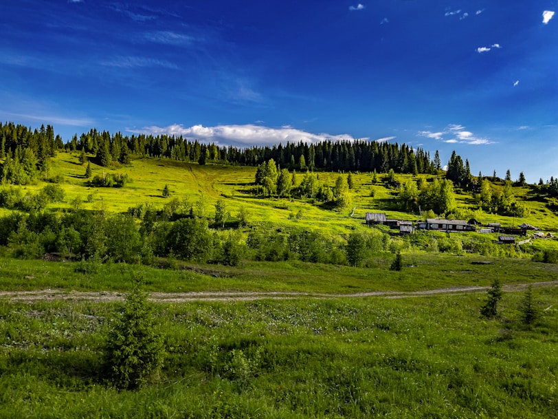 green grass field and trees under blue sky during daytime