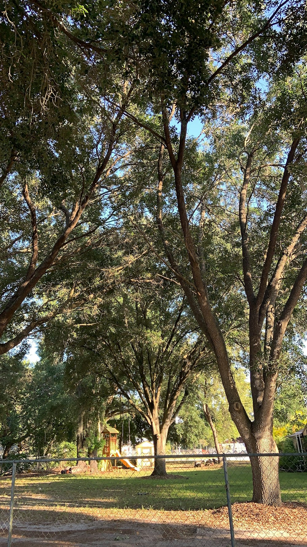 green and brown trees during daytime