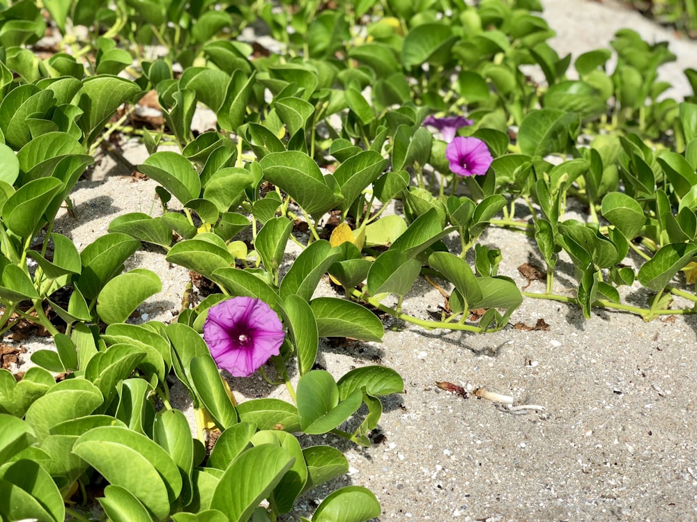 purple flower on gray sand during daytime