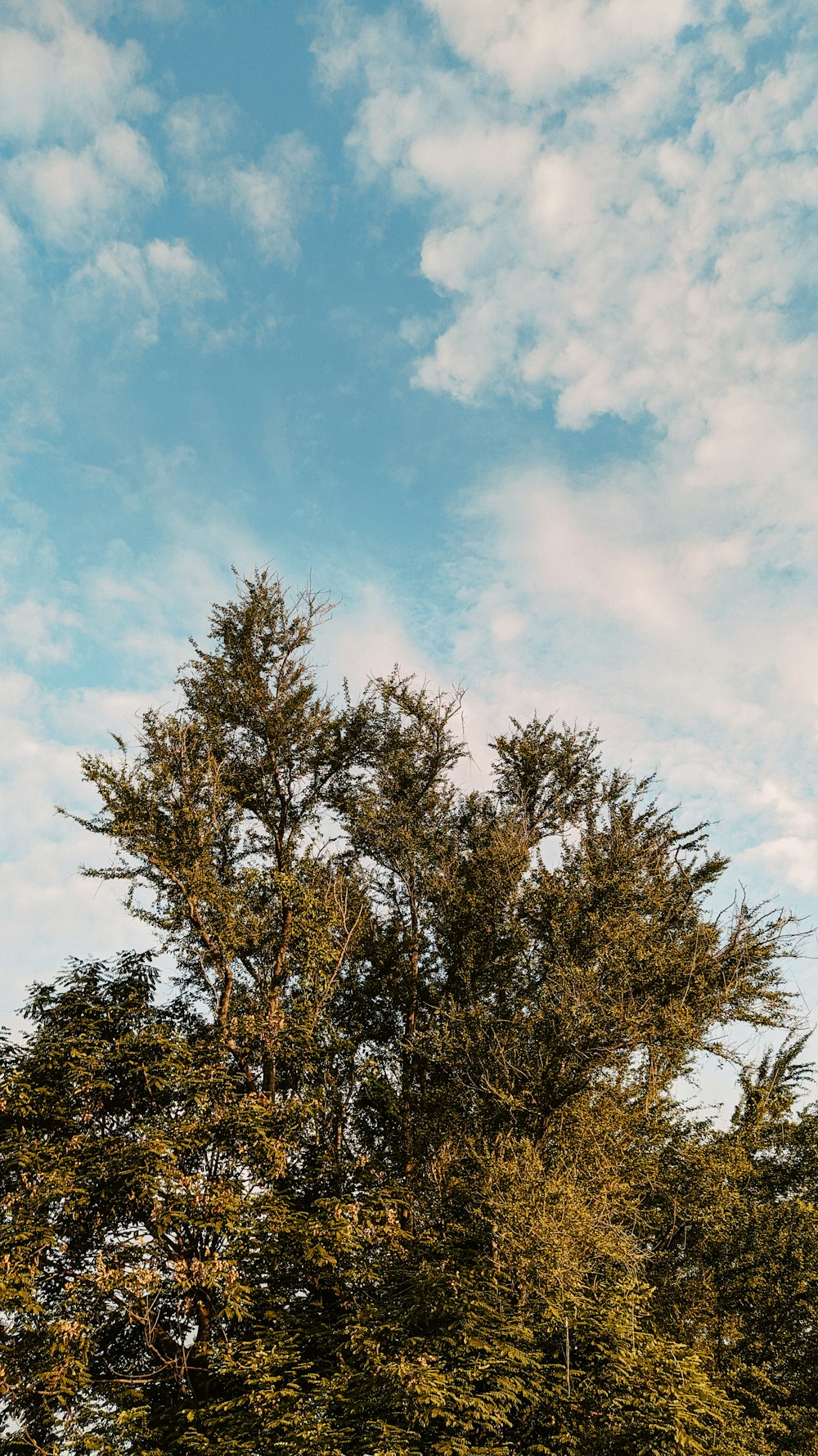 a clock tower in the middle of a forest