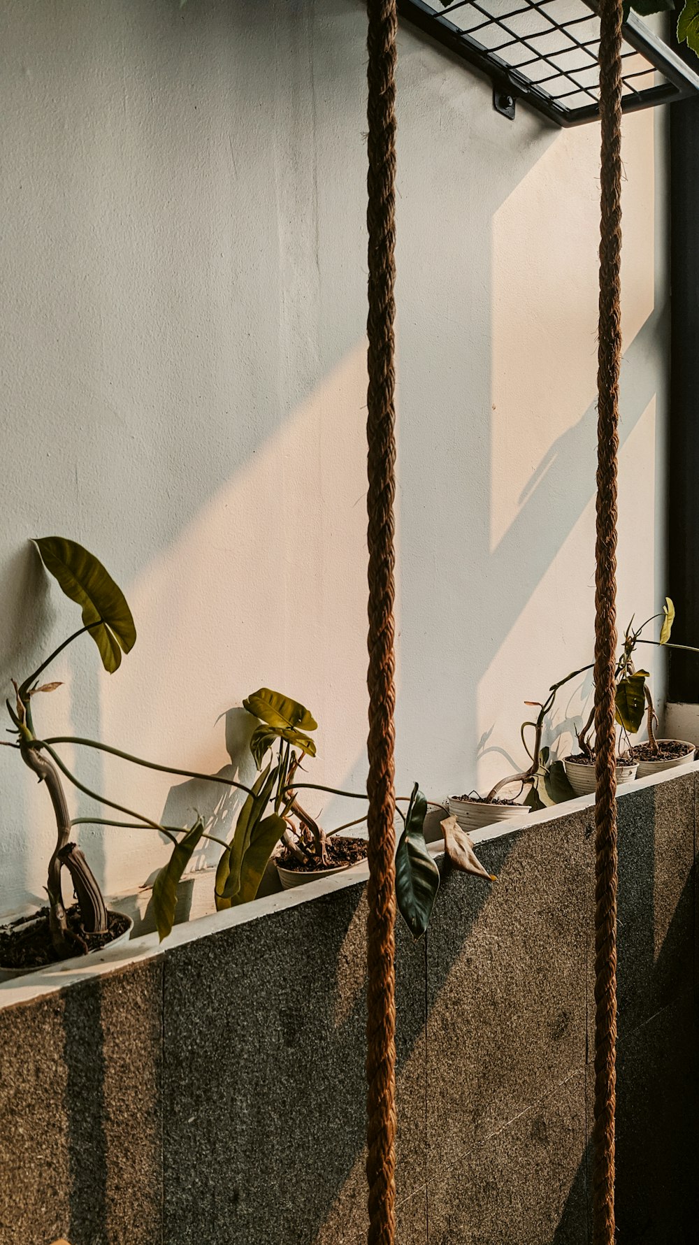 a couple of plants that are in a planter