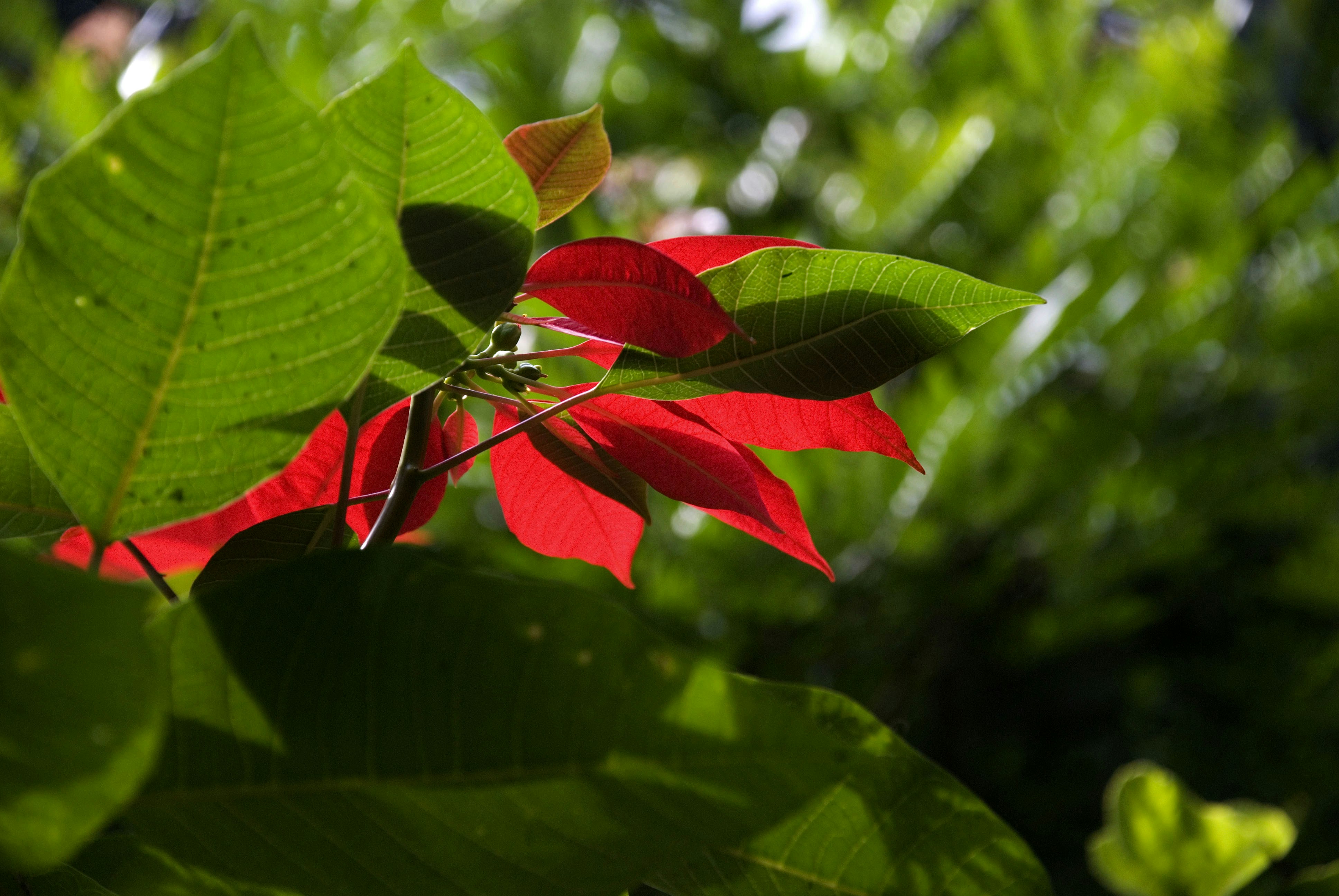 Photo by debupurkayastha