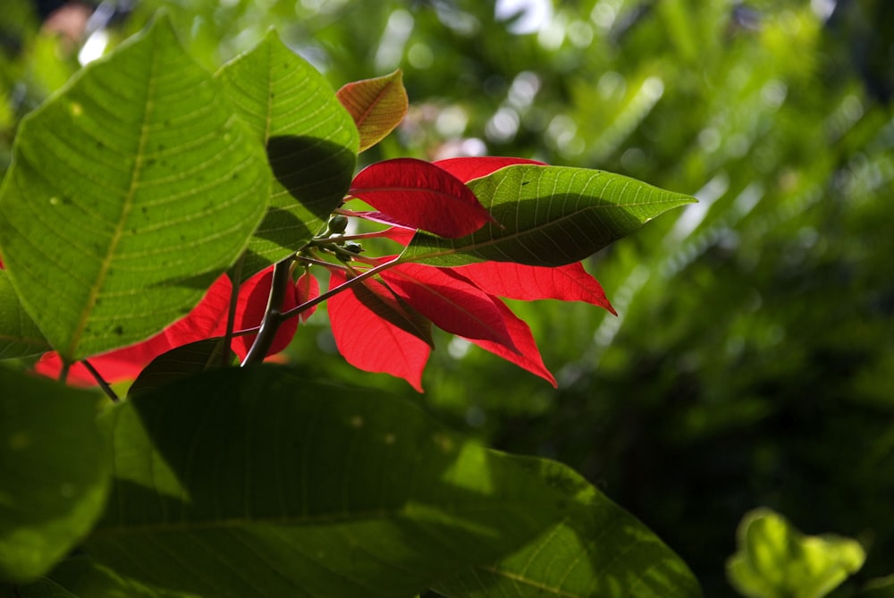 a red flower with green leaves in the background