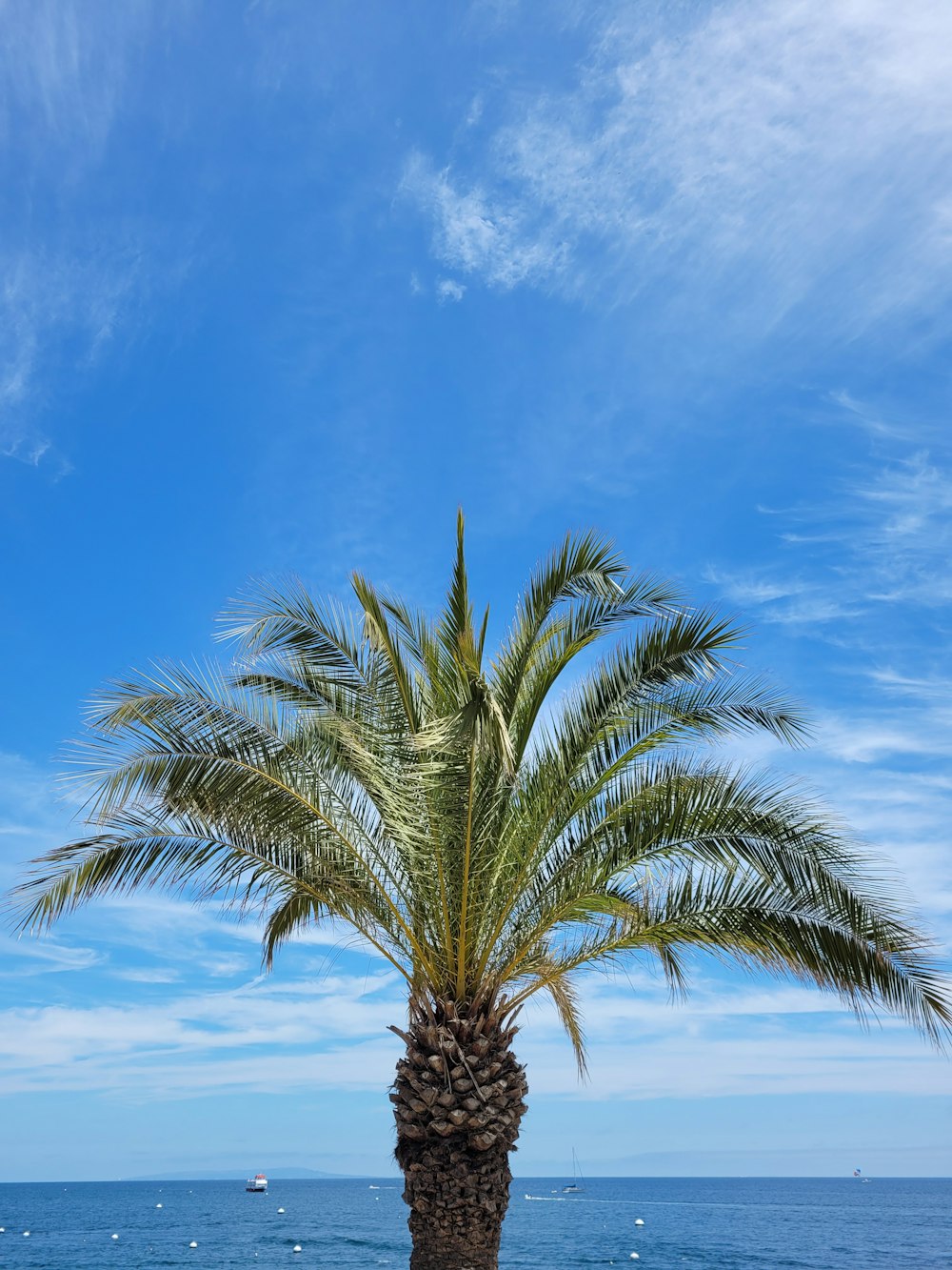 palma verde vicino al mare durante il giorno