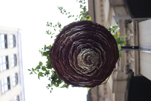 A woven basket-like structure is filled with green plants and is hanging outdoors against a building facade. The architecture is urban, with a mixture of stone and concrete visible.