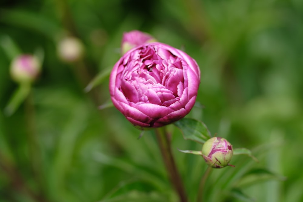 a close up of a pink flower with green leaves