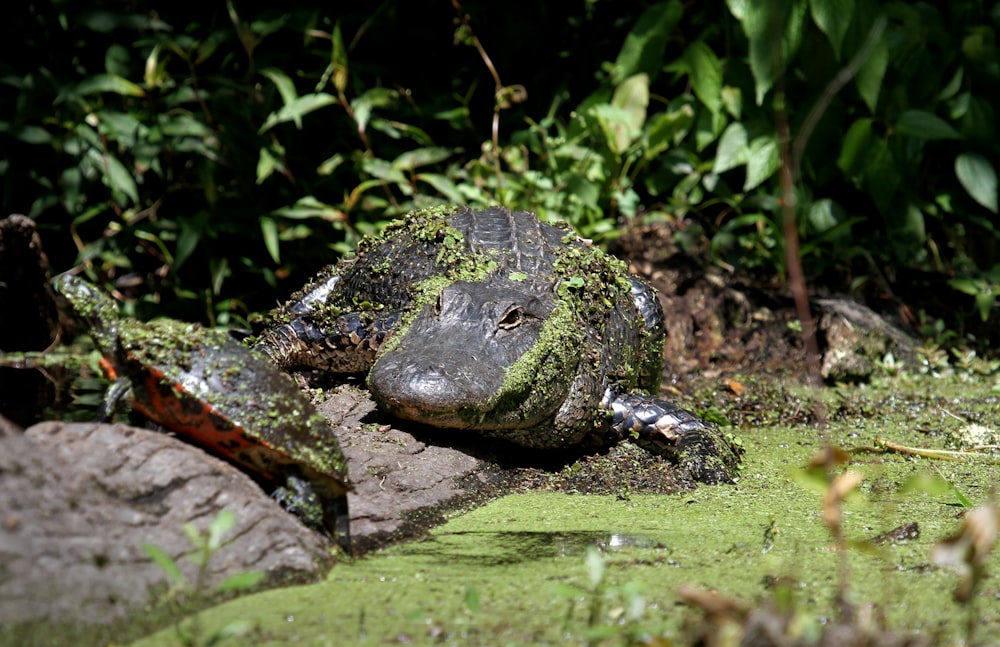 a large turtle laying on top of a lush green field